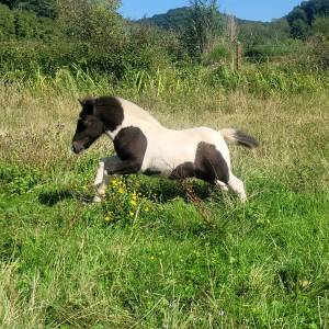 Poney poulain