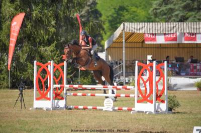 Cheval de concours 