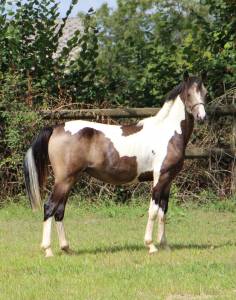 Welsh part-bred pie isabelle taille c