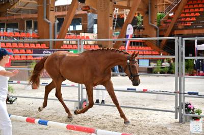 Cheval de dressage kwpn pour la compétition