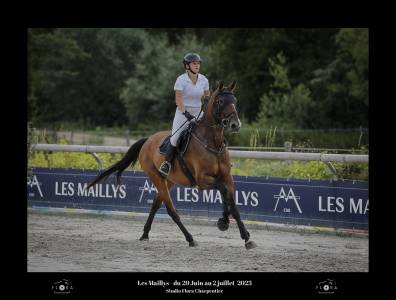 Cheval à vendre  hongre de 8 ans