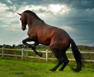 Elite 1,77m 5-year-old pre stallion - proven excellence