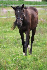 à vendre poulain ps de 2 ans