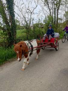 Poney onc type shetland 