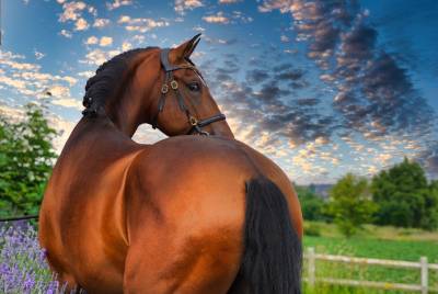 Exceptional dressage prospect: - 5-year-old pre 1,75 m 