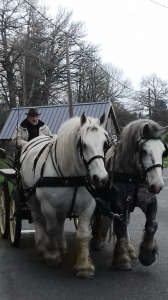 Caballo castrado percheron en venta 2005 blanco por képi bleu