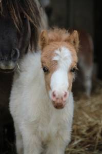 Poulain mini shetland pleins papiers