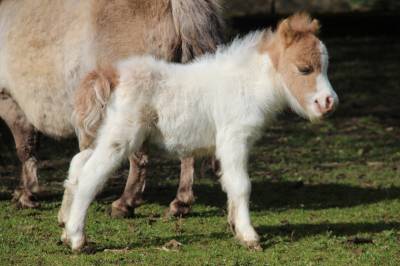 Poulain mini shetland pleins papiers