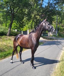 Caballo castrado anglo-arabe en venta 2019 tordo