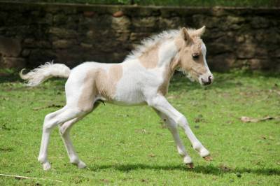 Poulain miniature oc (75% amha) palomino tobiano