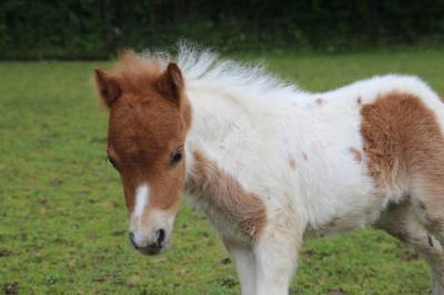 Pouliche mini shetland pleins papiers homozygote pie