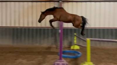 Poney c toise 1.38m hongre welsh