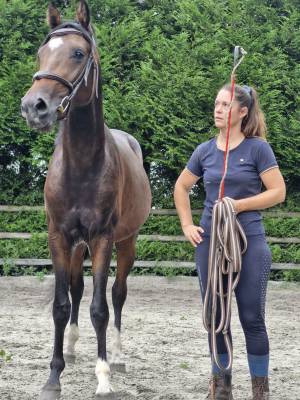 Cheval entier de 2 ans 