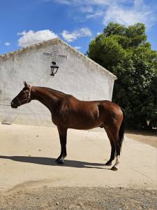 Hongre Hanovrien A vendre 2018 Autre couleur