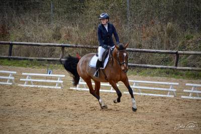 Ponette pfs de 9 ans - loisirs et dressage 