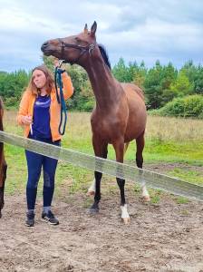 A vendre pouliche zangersheide de 2ans