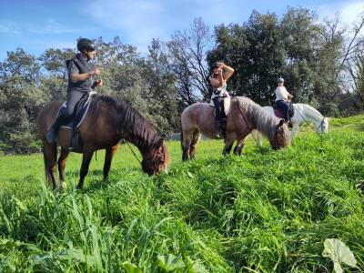 Pension travail du cheval - chevaux de sagesse