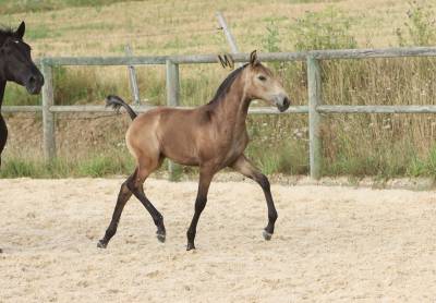 Filly lusitano for sale 2024 buckskin