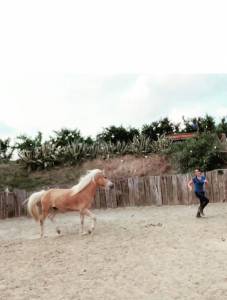 Vendo haflinger