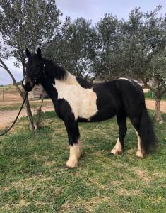 Chevaux de club à louer 