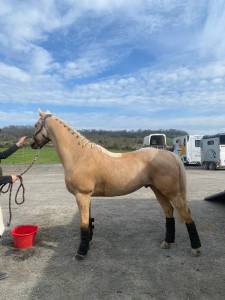 Poney 6 ans d palomino