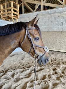 Poney de cce à vendre ou à louer (contrat 1an minimum)