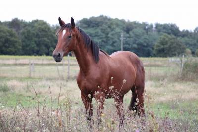 Nawelle des ormeaux