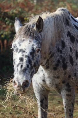 Jument d'élevage - dsa - partbred arab - knabstrupper