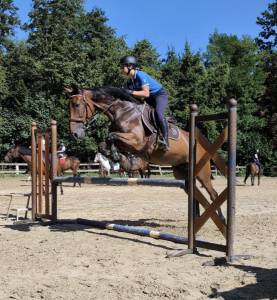 Jibril cheval de 5 ans  trotteur français 