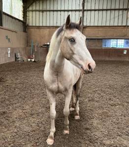 Hongre oc pie appaloosa yeux bleues 