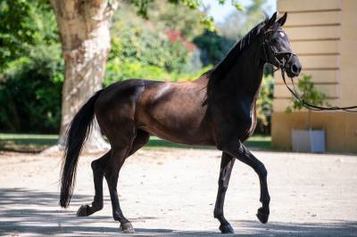 Beverly, belle jument de dressage à vendre 