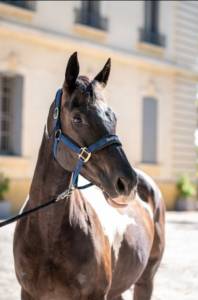 Galahad du coeur oc à vendre 