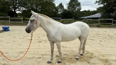 Vends jument camarguaise onc 