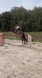 Hongre de 8 ans, par tornesch x diamant de semilly