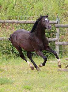 Hongre wb pp, noir, taille c, 2 ans