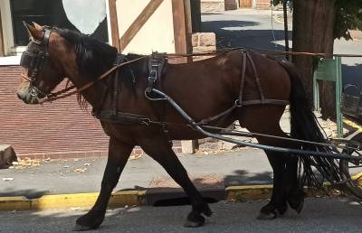 Lili, cheval hongre, type cheval auvergne