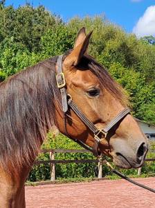 Cavalla lusitano in vendita 2018 baio ,  spartacus