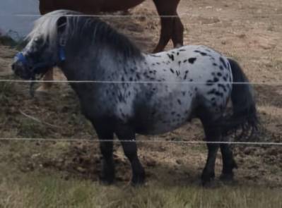 Entire other pony breed for sale 2019 coloured