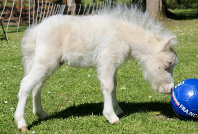 Poulain mini shetland pleins papiers cremello tobiano