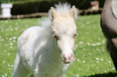 Poulain mini shetland pleins papiers cremello tobiano