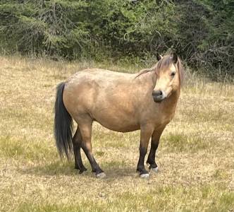 Mare origin recorded for sale 2020 buckskin