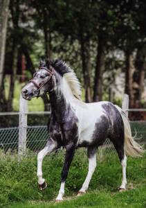 Poney de sport pie gris