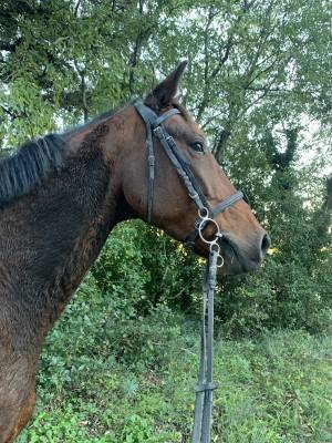 Elu de bois jarret  - cheval à vendre tf 10 ans