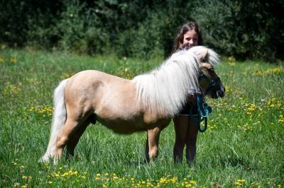 Entire shetland pony for sale 2023 palomino