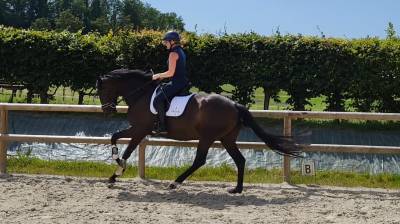 Jument dressage kwpn 5 ans