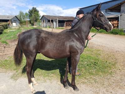 Nitro d'equidog-ranch paint horse pp