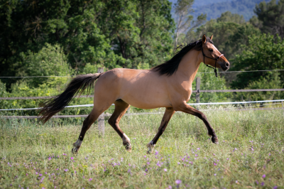 Top génétiquepour dressage!