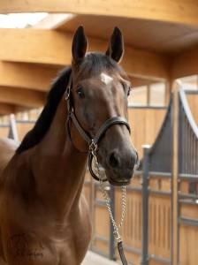 Cheval de sport 4 ans gros potentiel