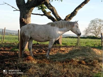 Ponette/poulinière connemara 11 ans