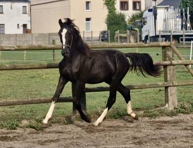 Potro Zangersheide En venta 2023 Negro